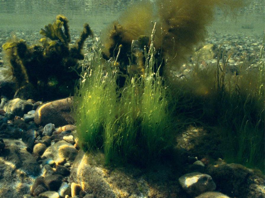 Foto af havbund med planter